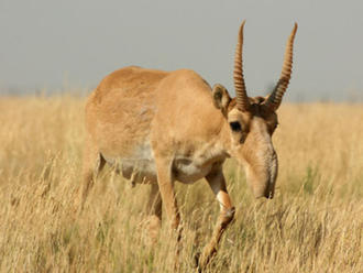 Epidémia zabila 2 500 kriticky ohrozených antilop