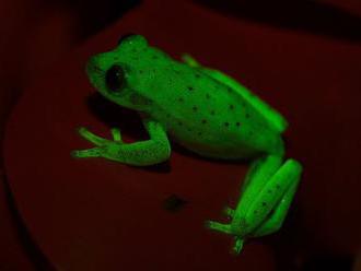 Vedci našli rosničku z Amazónie, ktorá fluoreskuje