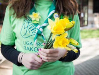 Slovensko opäť zaplavia žlté narcisy, nádej pre onkologických pacientov