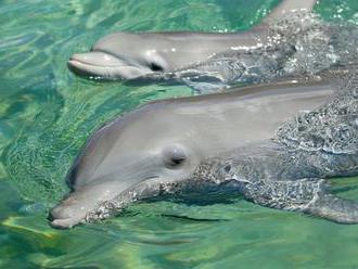 Porozumí lidé konečně řeči delfínů? Švédská firma testuje technologii, která by to měla umožnit