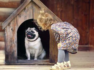 Postavte svému psovi novou boudu