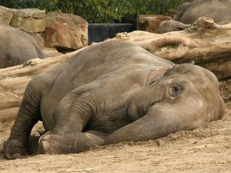 Slon africký spí najmenej zo všetkých cicavcov