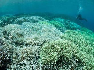 Koralový útes rýchlo umiera