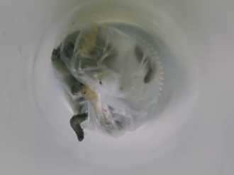Náhodný objav môže zmeniť budúcnosť ľudstva: VIDEO Húsenice požierajúce plast