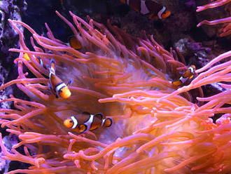 Blednutie koralov pripraví Austráliu o milión návštevníkov ročne