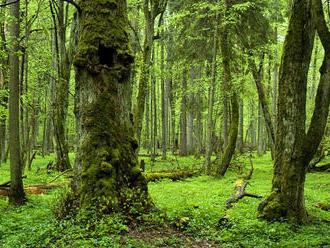 Poslednému pralesu v Európe hrozí záhuba: Vláda v ňom chce ťažiť drevo