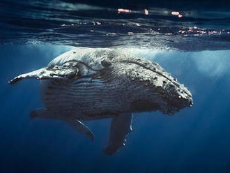 Prečo sú veľryby také obrovské?