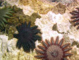 Pre koralové útesy je nádejou ocot
