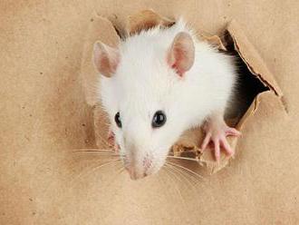 Z DNA živých myší odstránili HIV