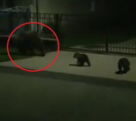 Ďalšie bláznivé VIDEO: Slávna medvedica zo stromu sa vrátila, nočná špacírka s mladými
