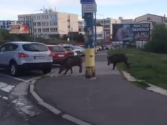 Ďalší útok divých potvor: VIDEO Prechádzka na bratislavskom sídlisku, ľudí už majú v paži