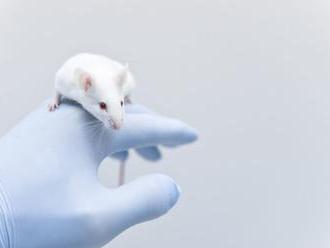 Vedcom sa podarilo odstrániť HIV z DNA živých myší