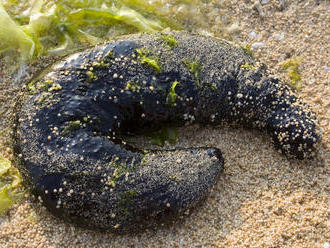 Čudo na dne mora: 10 prekvapivých faktov o morských uhorkách