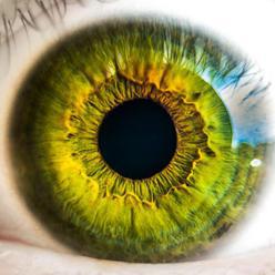 Vědci se zaměřili na mutace způsobující dědičnou degeneraci oční sítnice