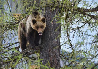 Štátna ochrana prírody vysvetlila prípad odstrelenej medvedice