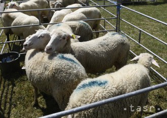 Európsky významnú lokalitu Chotínske piesky zachraňujú ovce