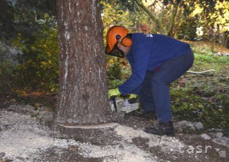 V hermanovskom lese zomrel dnes pri pílení stromov 33-ročný muž