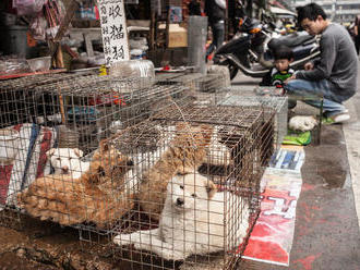 V čínském Jü-linu začal festival psího masa
