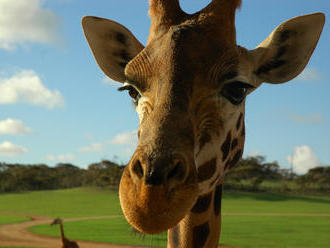 21. červen: Světový den žiraf