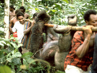 Pytláctví? Gorily v DR Kongo hynou kvůli těžbě nerostů