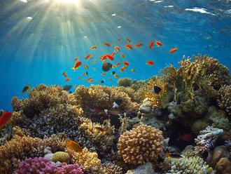 UNESCO má vážne obavy o Veľkú koralovú bariéru