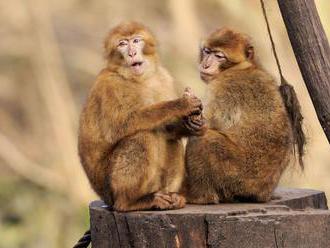 Maroko chce zachrániť makaka magota pred vyhynutím