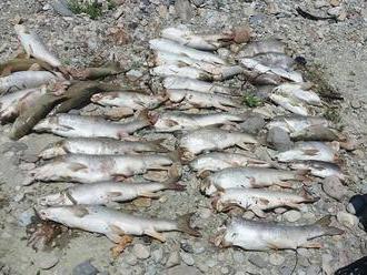 Záhadné úmrtie rýb pri Želiezovciach: Hron vyplavil desiatky dotrhaných bezhlavých tiel