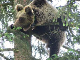 Štátna ochrana prírody vysvetľuje, prečo museli odstreliť medvedicu Ingu