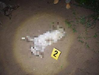 Foto: Muž mal zabiť troch psov, našli ich na pozemku rodinného domu