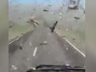 VIDEO len pre silné žalúdky: Auto zasypal oblak kobyliek, vodič nevidel na pár metrov!