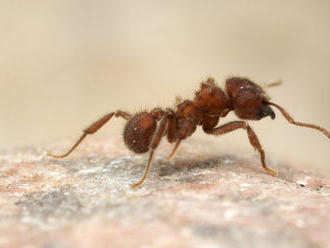 Mravce dokážu zo svojich tiel postaviť Eiffelovku