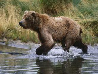 Mesto Vysoké Tatry žiada o urýchlené koncepčné riešenie problému s medveďmi
