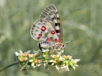 Bojnická zoologická záhrada zachraňuje kriticky ohrozené motýle v Ponitrí