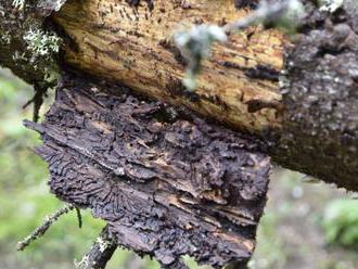 Lykožrútová kalamita v slovenských lesoch sa podľa lesníkov dostala do kritického stavu