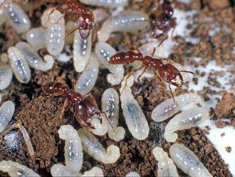 Tvoří mravenčí larvy speciální kastu?