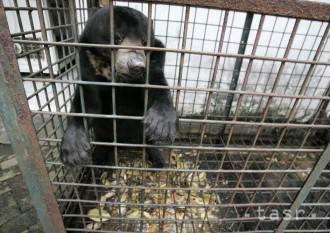 Karanténa medvieďat v bojnickej zoo skončila, hľadajú im nový domov