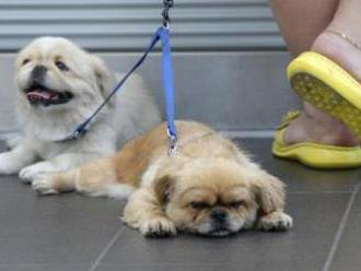 Senát schválil povinné čipování psů od roku 2020