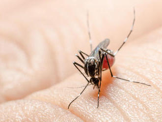 Najnebezpečnejší hmyz sveta - komár. Zabíja milióny