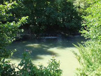 Ryby zo znečistenej rieky Nitra sú životu nebezpečné