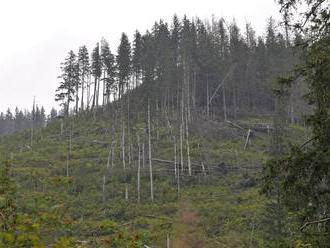 Smrekové lesy ničia premnožené lykožrúty, lesníci pripravujú novú stratégiu