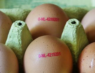 Vajcia s nebezpečným pesticídom našli už aj na Slovensku