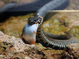 Ďalší úspech Slováka: Spolu s medzinárodným tímom objavil nový druh hada v Európe
