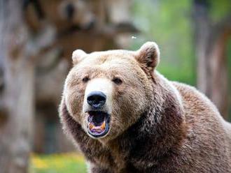 Poľovníci varujú, treba sa mať na pozore: V okolí Prievidze sa pohybujú medvede