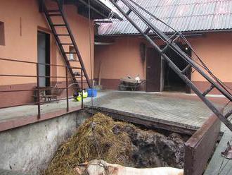 Hasiči v Kladerubech na Vsetínsku vyprošťovali býka z hnojiště