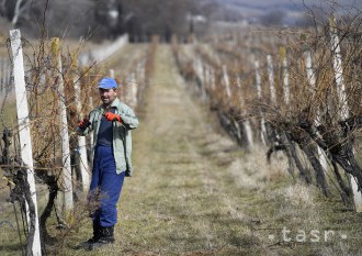 Vinohradníkov v Topoľčiankach trápilo počasie, čakajú však dobrú úrodu