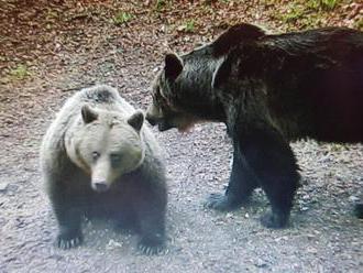 Medvede chcú svoje Tatry späť