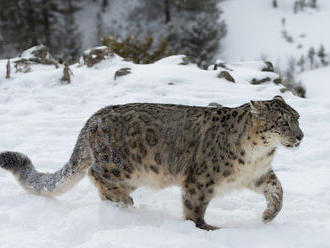 Leopard snežný už oficiálne nie je ohrozeným druhom