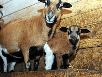 Košická zoo má prvé novoročné mláďatko – ovcu kamerunskú