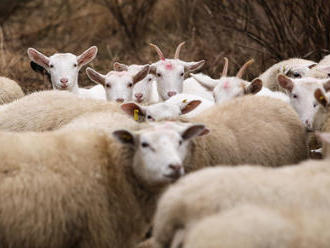 Ovce nespásají louky jen na horách, ale i v Praze. Pastevectví je českou raritou, říká zemědělec
