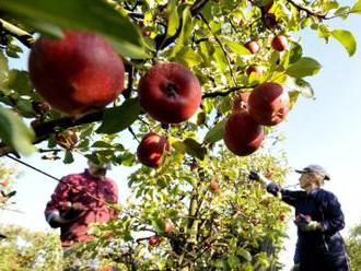Sklizeň ovoce loni klesla o 21 procent na 119.310 tun